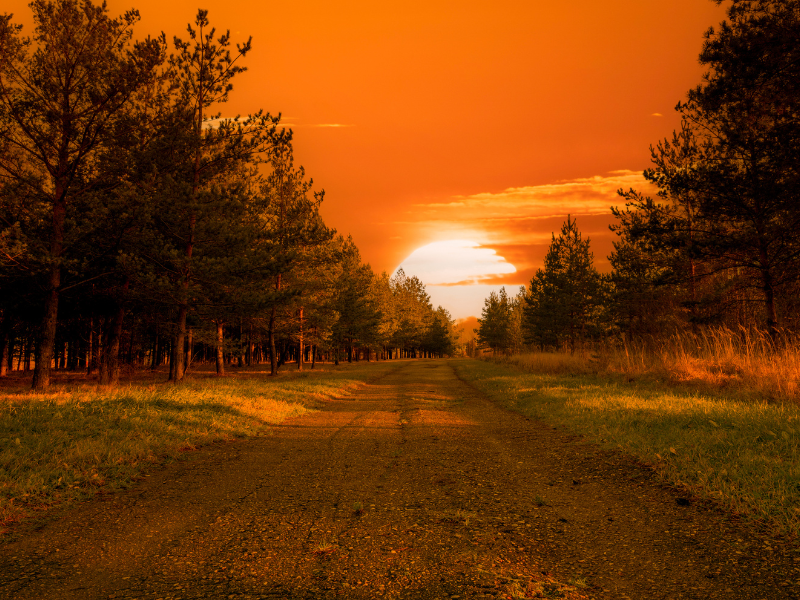 Sunset Over Trees
