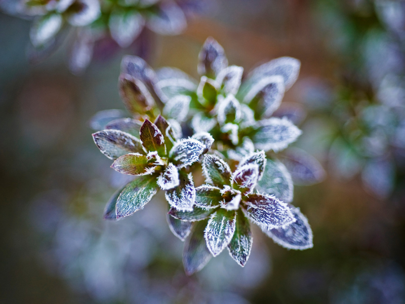 frozen leaves