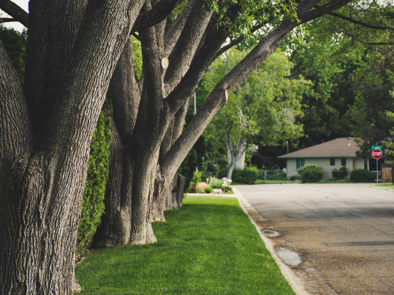 Neighborhood Street